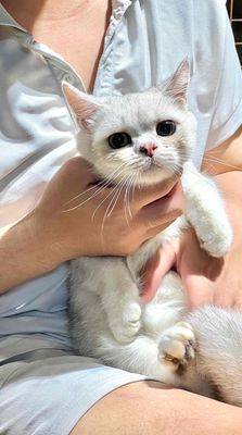 Silver LÙN.. Mua bán Mèo tại Quận Bình Tân Tp Hồ Chí Minh được đăng bởi Nguyễn Trung Đạt hình 1