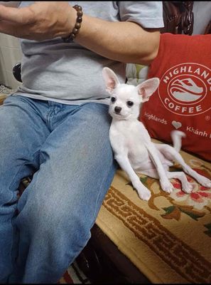 Chó Chihuahua lai Phốc Hươu Trắng 7 tháng