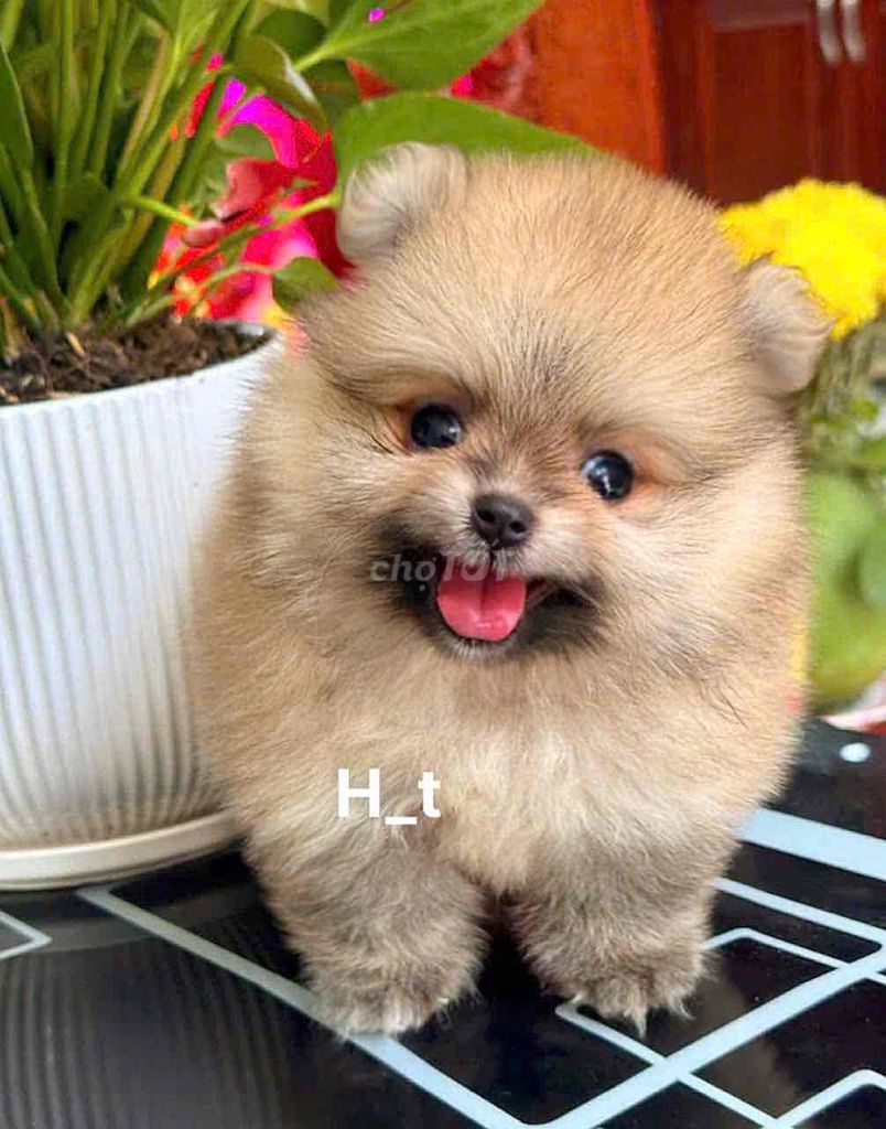 pom thái siêu mini 🥰🥰🥰. Mua bán Chó tại Quận Bình Tân Tp Hồ Chí Minh được đăng bởi huỳnh thật  hình 1