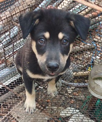 Chó con màu Đen