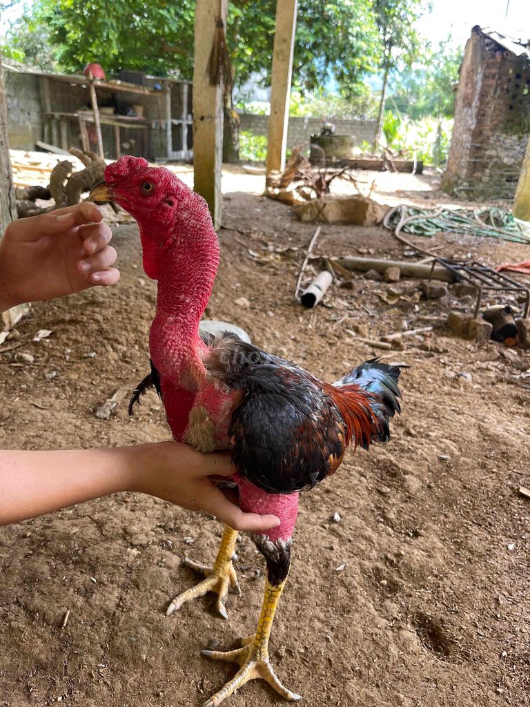 Gà chọi tía đực mào hộp. Mua bán Gà tại Quận Hà Đông Hà Nội được đăng bởi Ninh hình 1