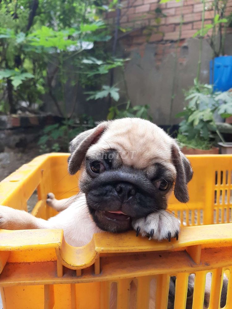 0903739992 - CHÓ PUG ĐỰC NHÀ ĐẺ