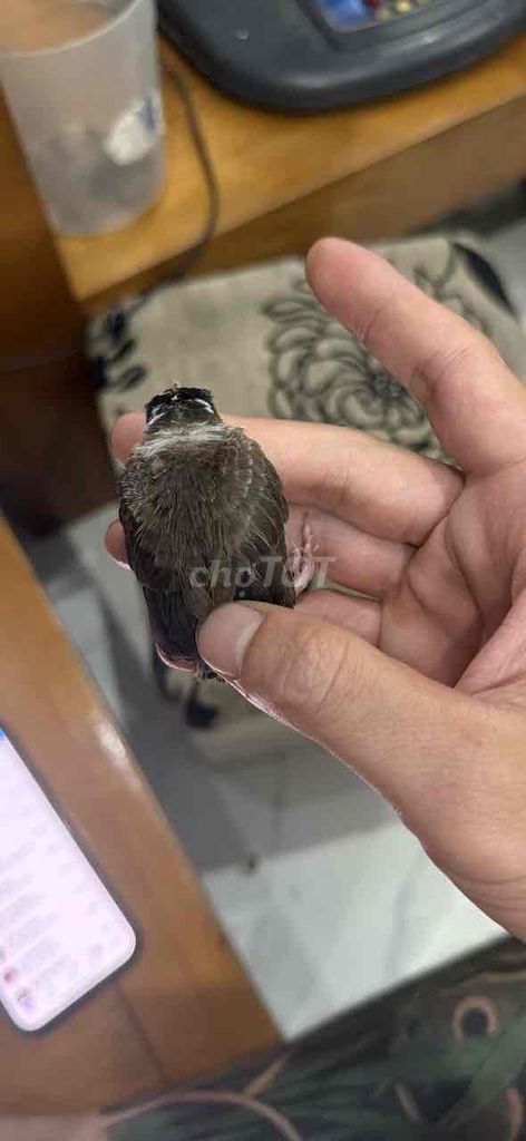 chào mào đầu mơ mình vảy cá. Mua bán Chim tại Quận Hoàng Mai Hà Nội được đăng bởi A Bon hình 1