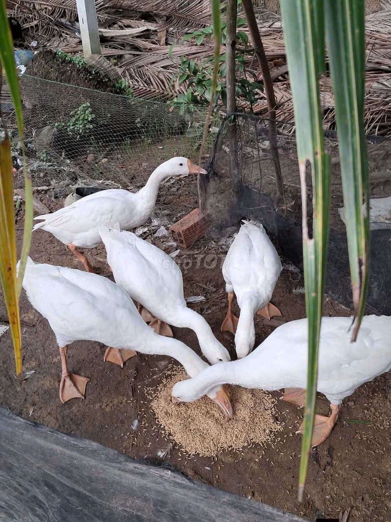 Ngỗng Trắng Vườn. Mua bán Thú cưng khác tại Huyện Giồng Trôm Bến Tre được đăng bởi Nguyễn Xuân Phú hình 1