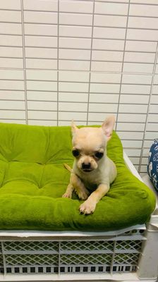 Chó Chihuahua cái màu Kem