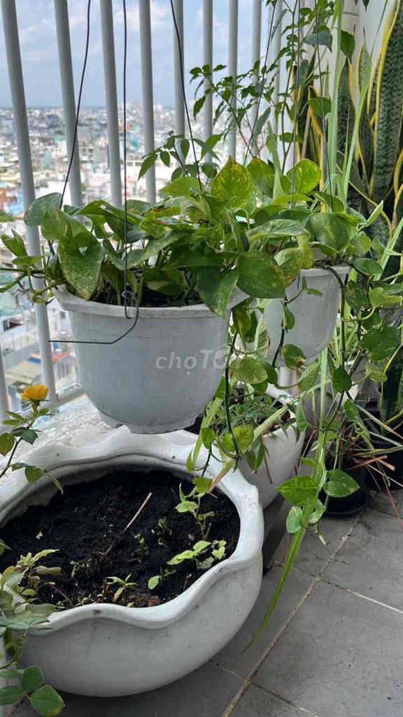 Cây cảnh Trầu bà Xanh sọc vàng. Mua bán Cây cảnh, đồ trang trí tại Quận Tân Phú Tp Hồ Chí Minh được đăng bởi Linh hình 1