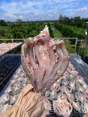 Khô Cá Lóc, Khô Cá Dứa, Khô Cá Tra Bán Giá Bao Rẻ. Mua bán Đồ ăn, thực phẩm và các loại khác tại Quận Hải Châu Đà Nẵng được đăng bởi Đình Tiến