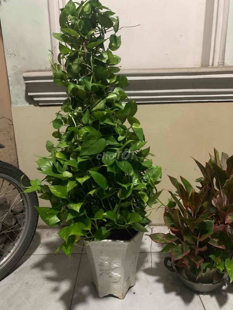 Cây cảnh Trầu bà Xanh lá. Mua bán Cây cảnh, đồ trang trí tại Thành phố Biên Hòa Đồng Nai được đăng bởi Hà Gương hình 1