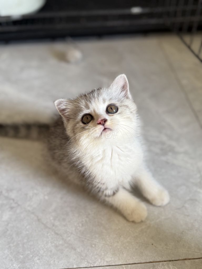 Mèo Tai cụp lửng gt đực 3 tháng. Mua bán Mèo tại Quận Cẩm Lệ Đà Nẵng được đăng bởi Tien Nguyen hình 1