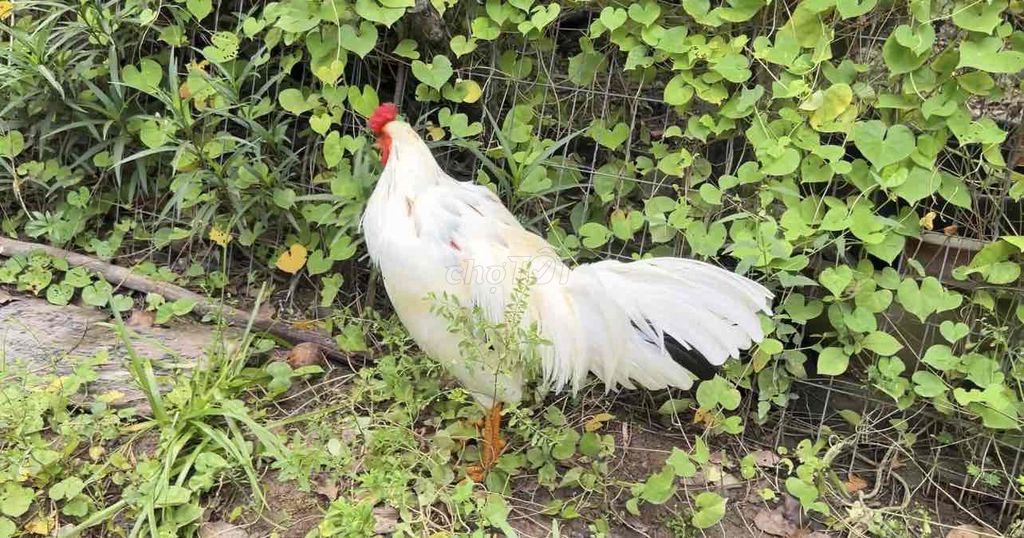 Bướm 2kg8 tơ zin. Mua bán Gà tại Huyện Long Phú Sóc Trăng được đăng bởi Farm Gà đá ST  hình 1