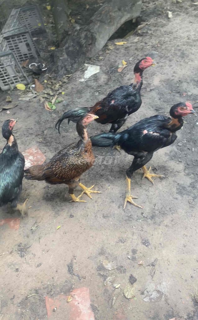 Gà đòn trống đen nâu. Mua bán Gà tại Huyện Châu Thành Tây Ninh được đăng bởi Tô Công Tử hình 1