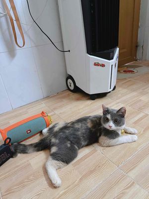 MÈO ALN TAM THỂ MÀU CHUẨN ĐẸP SIÊU QUẤN CHỦ LUÔN. Mua bán Mèo tại Thành phố Thủ Đức Tp Hồ Chí Minh được đăng bởi TÙNG LÂM