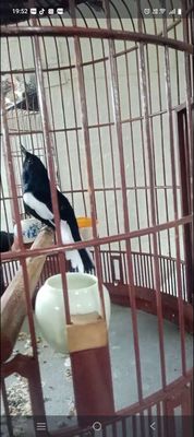 Chim chìa vôi. Mua bán Chim tại Thành phố Dĩ An Bình Dương được đăng bởi huy