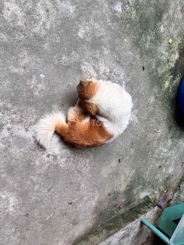 Chó Poodle Cái Nâu trắng Sức khỏe tốt. Mua bán Chó tại Huyện Thái Thụy Thái Bình được đăng bởi Trần Văn Ngọc hình 1