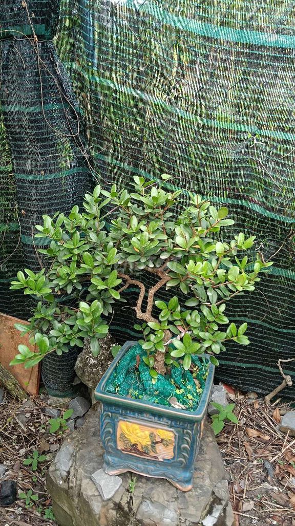 bán 2 Cây cảnh Hải châu. Mua bán Cây cảnh, đồ trang trí tại Huyện Cần Giuộc Long An được đăng bởi Nguyễn Hoài Đông hình 1