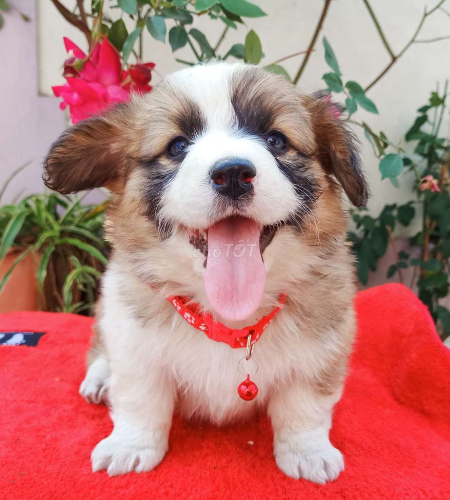 Bé corgi lông dài hóng ba mẹ đón về