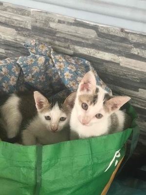 mèo tam thể.biết đi vệ sinh đúng chổ.biết ăn. Mua bán Mèo tại Thị xã Bến Cát Bình Dương được đăng bởi Bo Van thoai