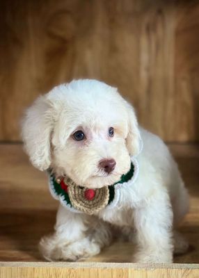 Chó Poodle trắng tinh đã tiêm 2 mũi giá 1.8 triệu