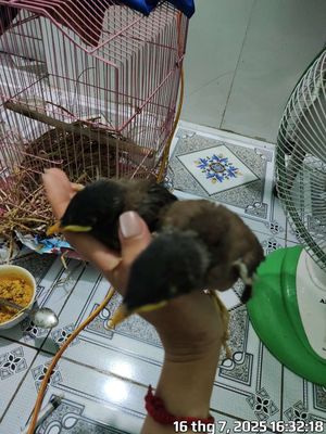 Chim Sáo Nâu. Mua bán Chim tại Huyện Đức Hòa Long An được đăng bởi Mèo Con