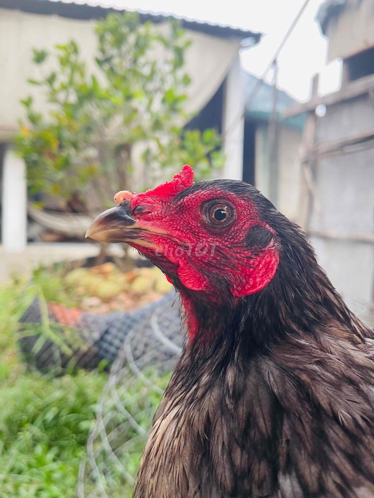 Mái xám. Mua bán Gà tại Thành phố Mỹ Tho Tiền Giang được đăng bởi Loc hình 1