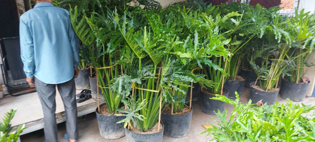 Cây Trầu bà💚 thanh xuân 💚To lớn. Mua bán Cây cảnh, đồ trang trí tại Quận Gò Vấp Tp Hồ Chí Minh được đăng bởi Tô Kem  hình 1