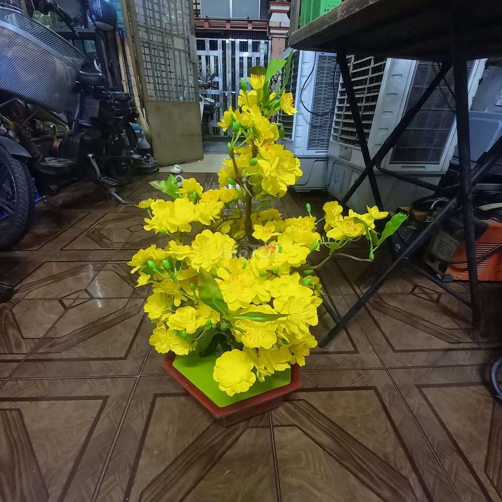 Cây mai giả Vàng Nhựa 3 chậu. Mua bán Cây cảnh, đồ trang trí tại Quận Gò Vấp Tp Hồ Chí Minh được đăng bởi Thắng hình 1