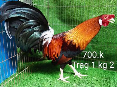 Điều tích bặc trạng 1 kg 2 gà zin nha ae. Mua bán Gà tại Quận Gò Vấp Tp Hồ Chí Minh được đăng bởi nam gà tre 