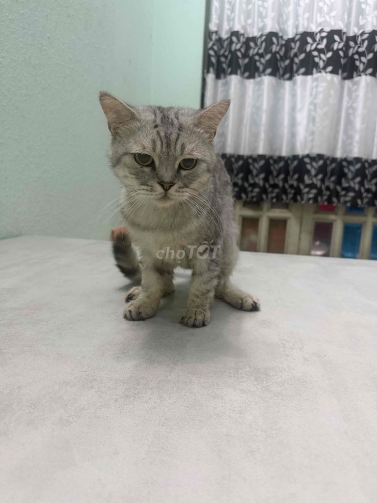 [TÌM CHỦ] cho bé mèo ALN silver tabby đực. Mua bán Mèo tại Quận Gò Vấp Tp Hồ Chí Minh được đăng bởi Bruce Ng hình 1
