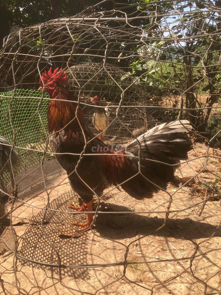 Gà chọi Đực 2.6 - 2.7 kg. Mua bán Gà tại Thị xã Tân Uyên Bình Dương được đăng bởi Thái Trần hình 1