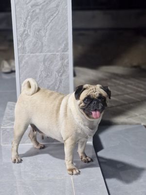 Chó Pug vàng kem