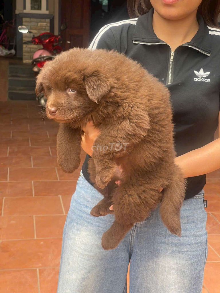 Chó con giống nâu cái. Mua bán Chó tại Thành phố Thủ Đức Tp Hồ Chí Minh được đăng bởi cho H mong hình 1