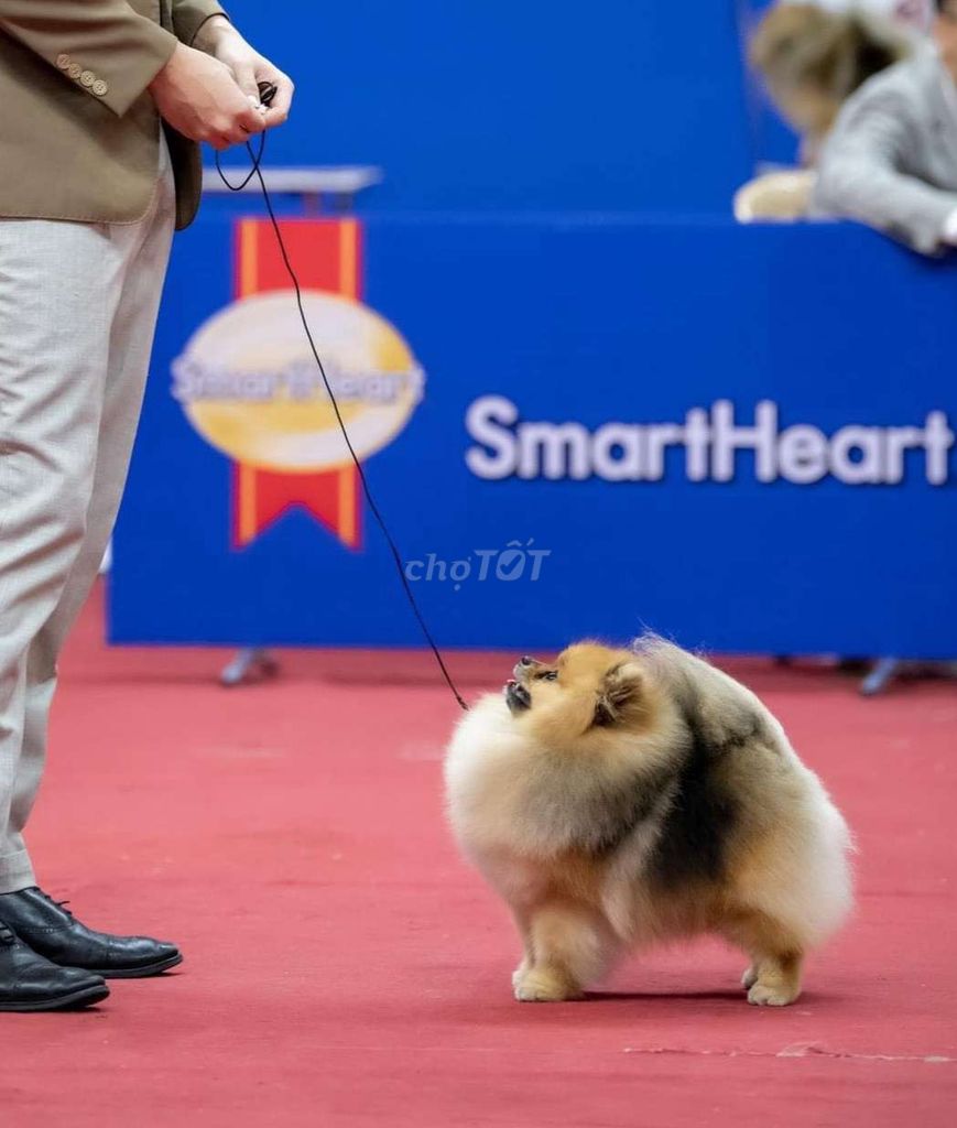 Đực giống chất lượng cao đã có nhiều baby đẹp