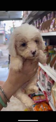 Chó Poodle con. Mua bán Chó tại Thành phố Vũng Tàu Bà Rịa - Vũng Tàu được đăng bởi Lượm Dog Shop