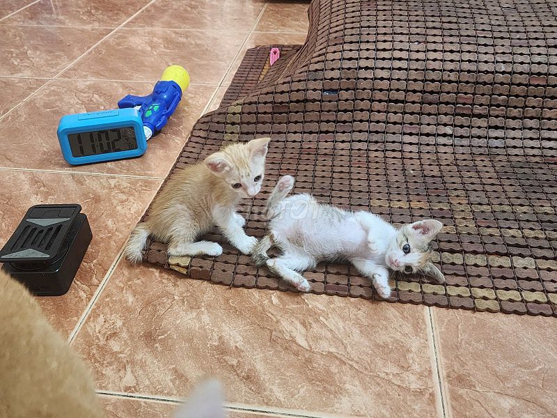 Mèo ta cái 1.5 tháng đã tiêm. Mua bán Mèo tại Quận Tân Bình Tp Hồ Chí Minh được đăng bởi Thang hình 1