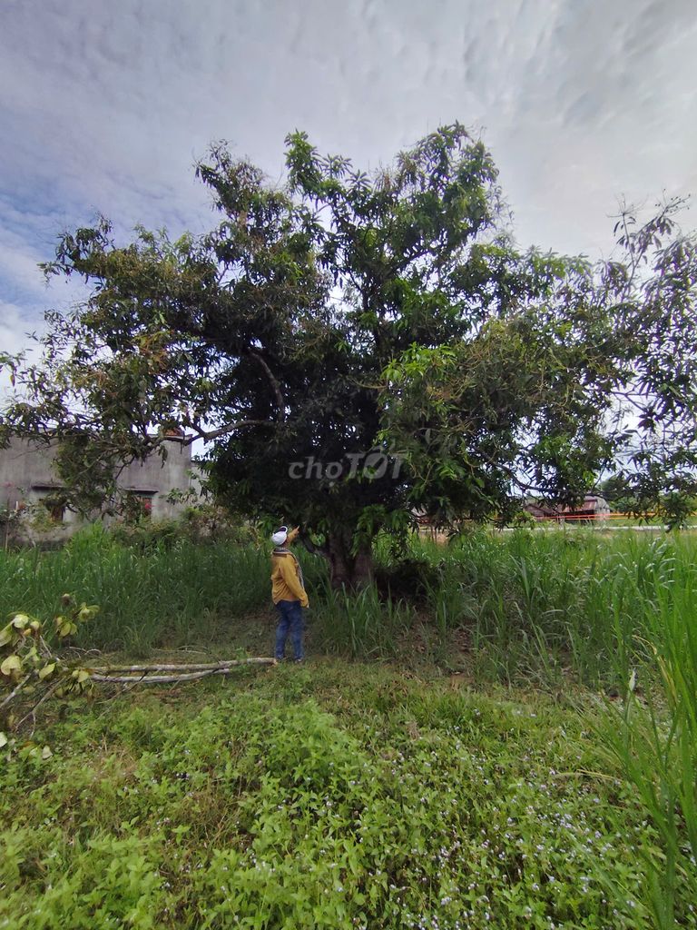 Bán lô đất mặt tiền Tỉnh lộ 721 – Ma đa guôi - Lâm Đồng – giá 7,9 tỷ. Mua bán đất tại Huyện Đạ Huoai Lâm Đồng được đăng bởi Quốc Vinh hình 4