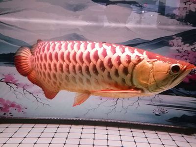 thanh ly ca rong. Mua bán Thú cưng khác tại Huyện Quế Võ Bắc Ninh được đăng bởi Abien