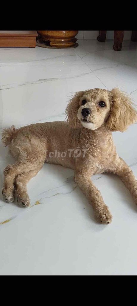 Chó Poodle nâu vàng 5 tháng. Mua bán Chó tại Huyện Hóc Môn Tp Hồ Chí Minh được đăng bởi Thiên hoàng hình 1