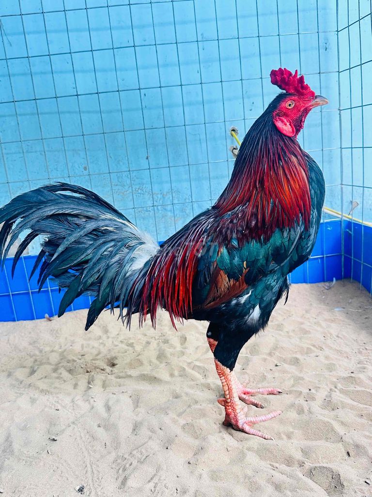 Đều vua chân trắng tơ 3ki lông tầm 75% 80%. Mua bán Gà tại Huyện Cai Lậy Tiền Giang được đăng bởi gà đá Tiền Giang hình 1