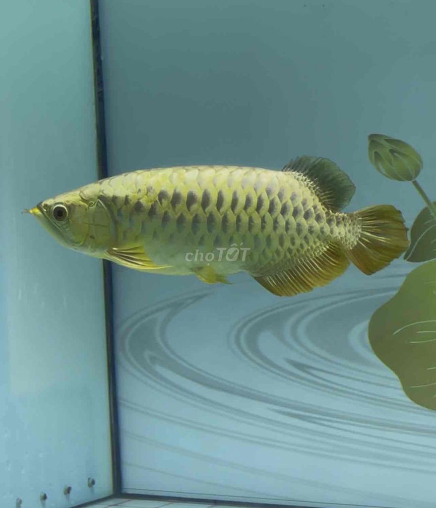 Cá Rồng Bối 40-42cm Vàng. Mua bán Thú cưng khác tại Thị xã Bến Cát Bình Dương được đăng bởi DANG VAN SANG hình 1