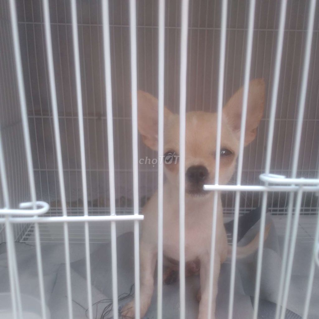 Chó Chihuahua Trắng 4 tháng. Mua bán Chó tại Thành phố Đồng Xoài Bình Phước được đăng bởi Tai Hoang hình 1