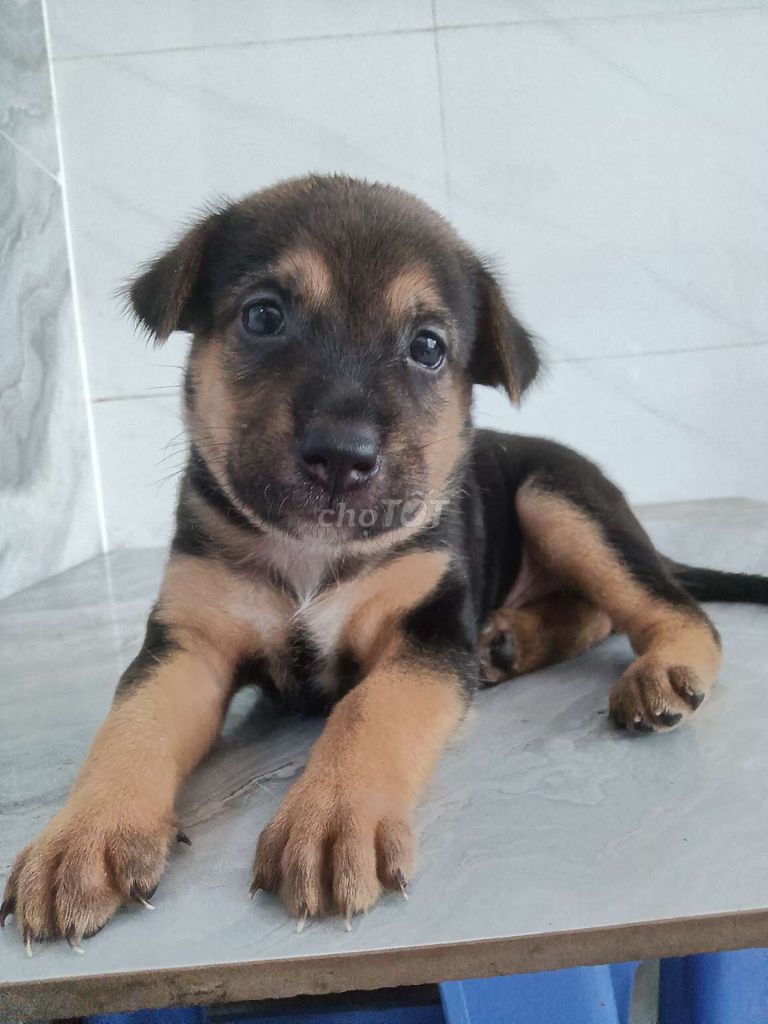 Chó Becgie F đực khôn lanh đã biết sủa ăn giỏi. Mua bán Chó tại Quận 6 Tp Hồ Chí Minh được đăng bởi Tăng Chí Lương  hình 1