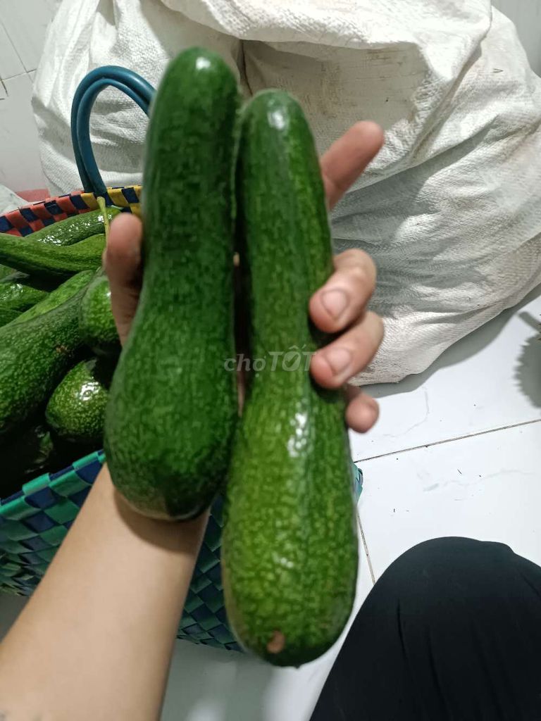 Bơ 034 Nhà trồng. Mua bán Đồ ăn, thực phẩm và các loại khác tại Thành phố Thuận An Bình Dương được đăng bởi Mèo hình 1