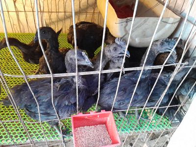 Ayam cemani gà đen Indo. Mua bán Gà tại Quận 12 Tp Hồ Chí Minh được đăng bởi Lê Long