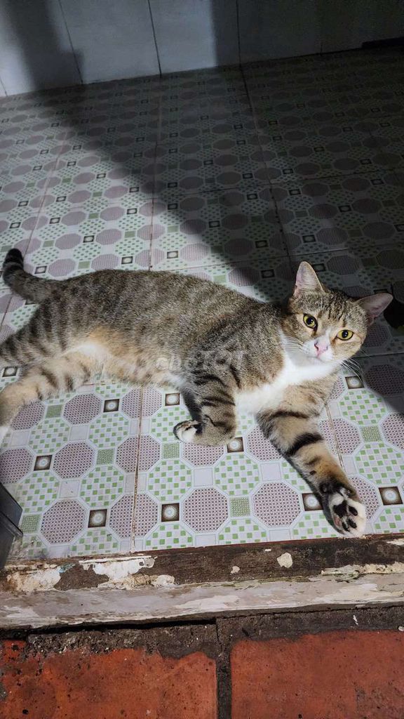 Mèo mướp lai, đực đã thiến. Mua bán Mèo tại Huyện Xuyên Mộc Bà Rịa - Vũng Tàu được đăng bởi Vy Thưởng hình 1