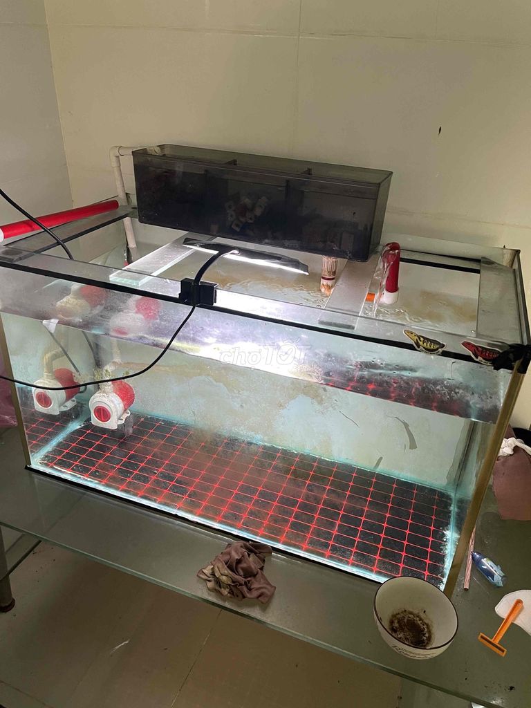 Hồ cá cảnh 80x40x50 cm Kamfa Đang dưỡng. Mua bán Phụ kiện, Thức ăn, Dịch vụ tại Huyện Bình Chánh Tp Hồ Chí Minh được đăng bởi Nguyễn Thanh Sơn hình 1