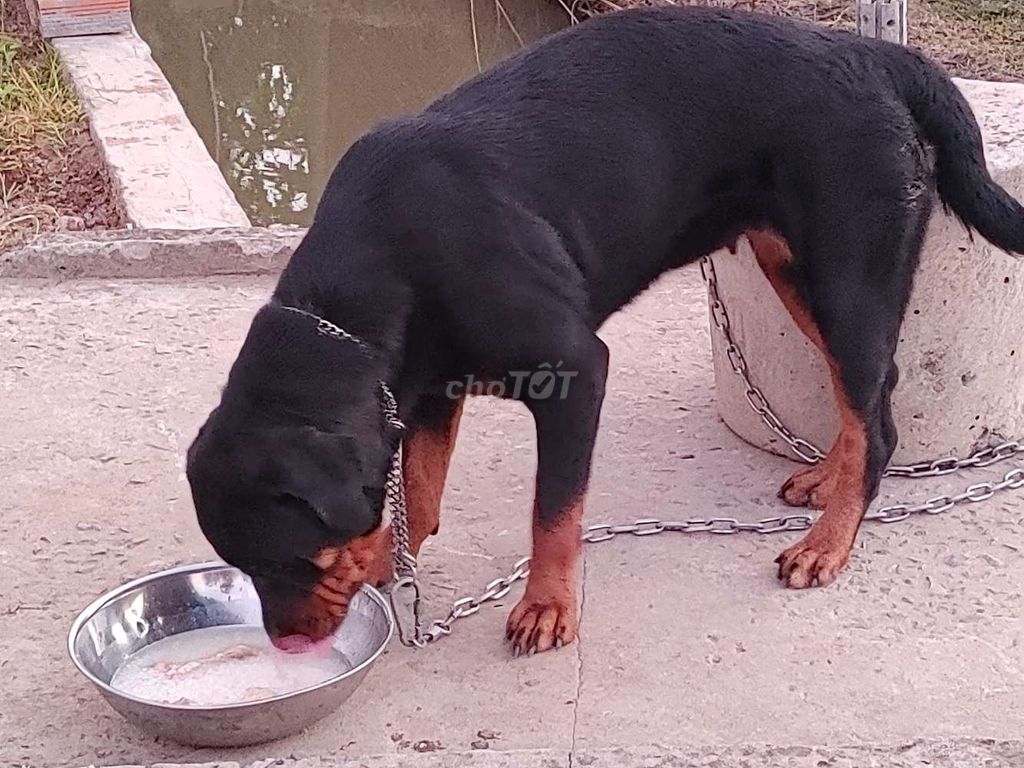 Rottweiler Rặt Giống.PR