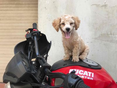 pass em xe. Mua bán Xe máy tại Quận 7 Tp Hồ Chí Minh được đăng bởi Minh Lê BĐS