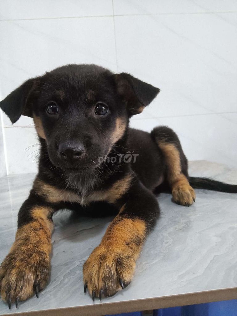 Chó Rottweiler F1 giống to đã biết sủa to coi nhà. Mua bán Chó tại Quận 6 Tp Hồ Chí Minh được đăng bởi Tăng Chí Lương  hình 1