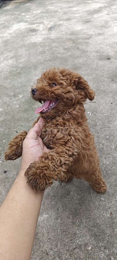 Chó Poodle Nâu 1,8kg. Mua bán Chó tại Huyện Thường Tín Hà Nội được đăng bởi Tạ Quang Khải hình 1
