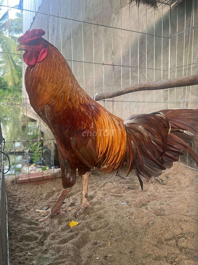 Khét đuôi lao 3kg rin bán gl nòi tơ bù mình